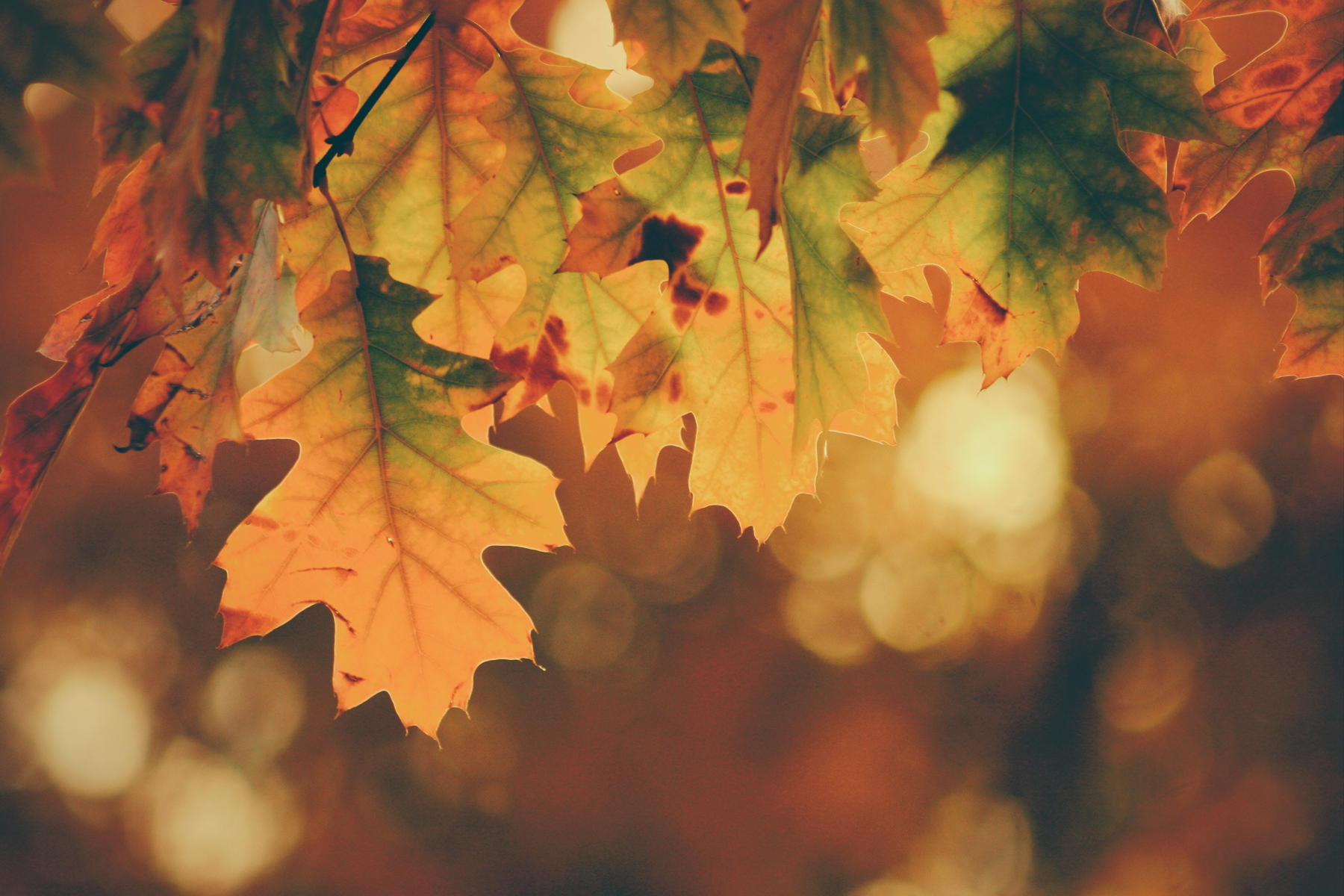 autumn-leaves